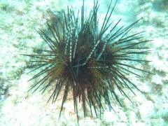 Echinothrix calamaris (Calamarisseeigel)